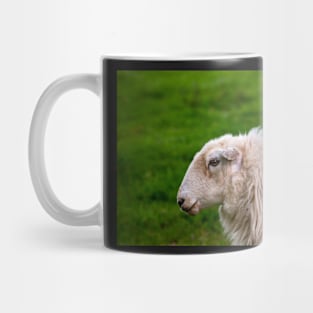 Sheep Mug